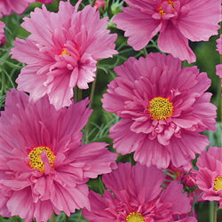 楽天市場 タネ 種コスモスダブルクリック ローズボンボン1 2ml ペットエコ ザガーデン楽天市場店