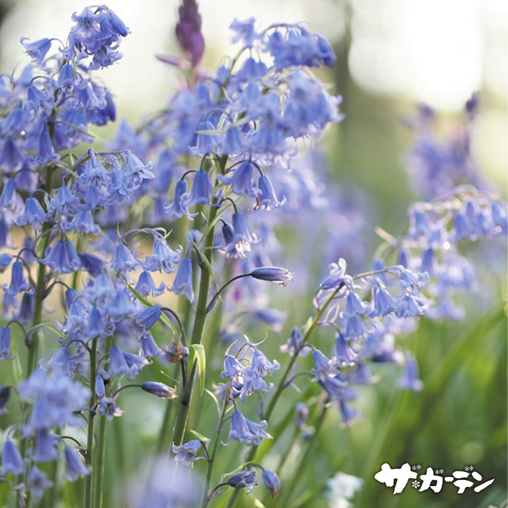 ◇イングリッシュブルーベル◇6号鉢◇鉢のまま発送します◇ ヨツメ様専用◇イングリッシュブルーベル◇6号鉢◇鉢のまま発送