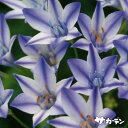 【早期ご予約特価】 秋植えの球根 トリテレイア ルディー 4球入り 【ご予約区分A】