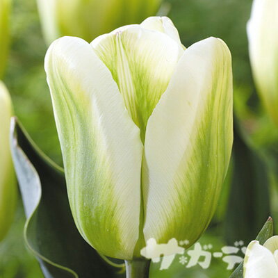 【ご予約商品♪ご予約区分A】■秋植え球根■ チューリップグリーンスピリット一重咲き5球入りのサムネイル