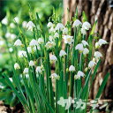 【早期ご予約特価】 秋植えの球根 リューコジューム アスティバム 5球入り 【ご予約区分A】