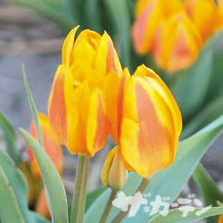 ■【ご予約商品ご予約区分A】■秋植え球根■チューリップ原種系ヘウェリー5球入り