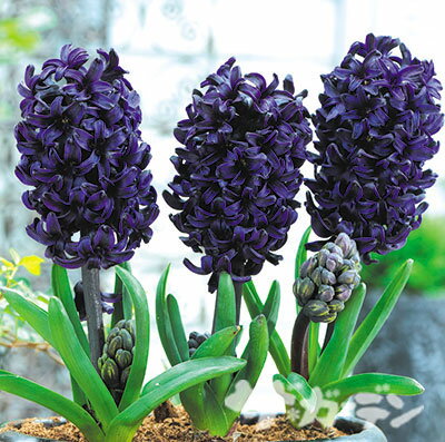 楽天市場 秋植え球根 ヒヤシンスパシフィック オーシャン黒1球 バラ球 ペットエコ ザガーデン楽天市場店