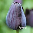 【早期ご予約特価】 秋植えの球根 チューリップ ポールシェラー (一重咲き) 1球入りばら球 【ご予約区分A】