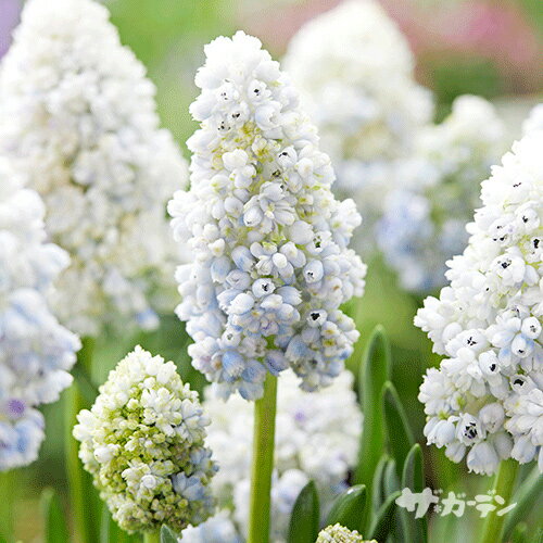 【ご予約商品♪ご予約区分A】■秋植え球根■八重咲きムスカリ　ダブルビューティー5球入りのサムネイル