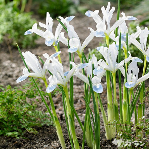 ■秋植え球根■ミニアイリスアイリス　レティキュラータ　フローズンプラネット5球入りのサムネイル