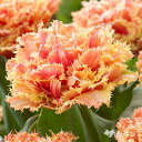 【早期ご予約特価】 秋植えの球根 チューリップ ブリスベン (八重咲き・フリンジ咲き) 1球入りばら球 【ご予約区分A】