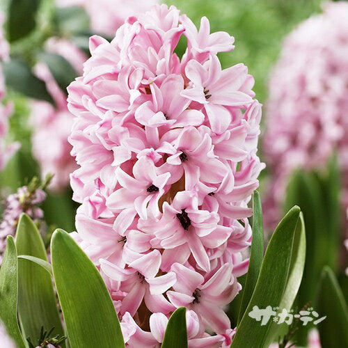 【ご予約商品♪ご予約区分A】■秋植え球根■ヒヤシンスフォンダンテ（淡い桃）1球（バラ球、18/19cm球）のサムネイル