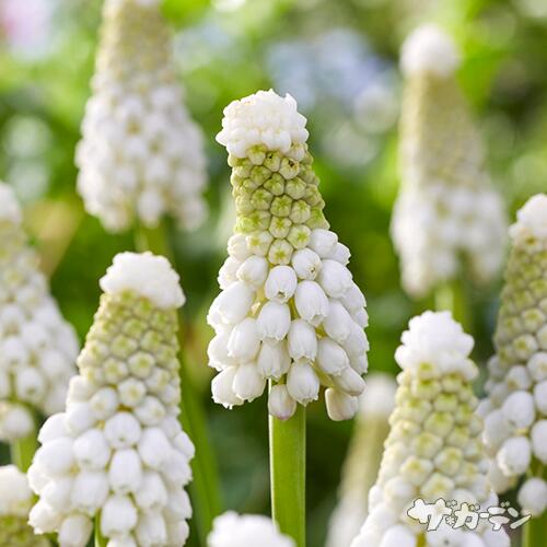 【ご予約商品♪ご予約区分A】■秋植え球根■ムスカリ　ホワイトスピア5球入りのサムネイル