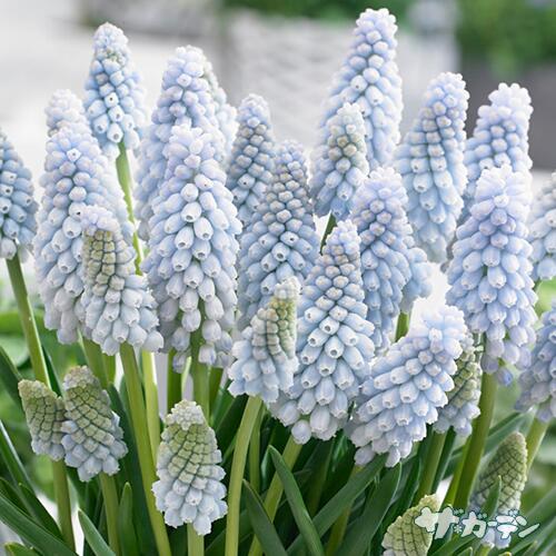 【ご予約商品♪ご予約区分A】■秋植え球根■ムスカリベイビーズブレス5球入りのサムネイル