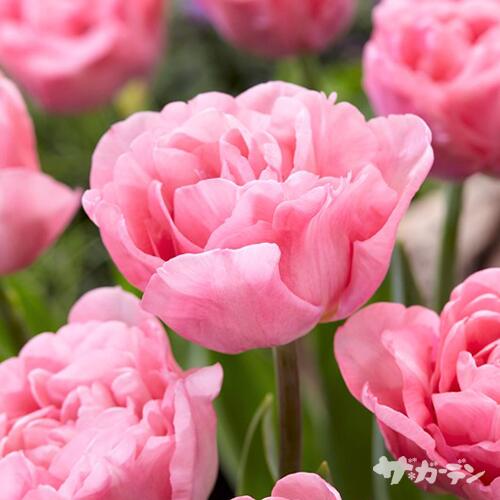 【ご予約商品♪ご予約区分A】■秋植え球根■NEW!チューリップ　マリアージュ5球入りのサムネイル