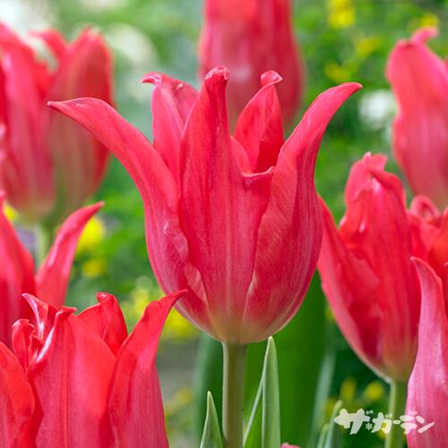 【ご予約商品♪ご予約区分A】■秋植え球根■NEW!チューリップ　プリティラブ5球入りのサムネイル