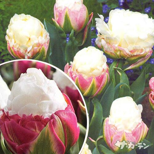 【ご予約商品ご予約区分A】■秋植え球根■NEW!チューリップ　アイスクリーム3球入りのサムネイル