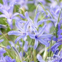 【早期ご予約特価】 秋植えの球根 イキシオリリオン タタリカム 5球入り 【ご予約区分A】