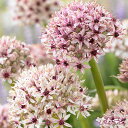 【早期ご予約特価】 秋植えの球根 アリウム シルバースプリング 2球入り 【ご予約区分A】