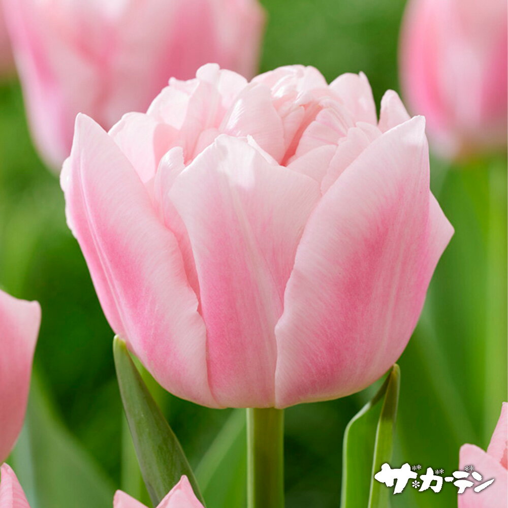 【ご予約商品♪ご予約区分A】■秋植え球根■ 2024年新品種スペシャルチューリップドリーマー八重咲きばら球（1球入り）のサムネイル