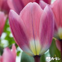 【早期ご予約特価】 秋植えの球根 〈2025年新入荷〉 スペシャルチューリップ ライトアンドドリーミー (一重咲き) 1球入りばら球 【ご予約区分A】