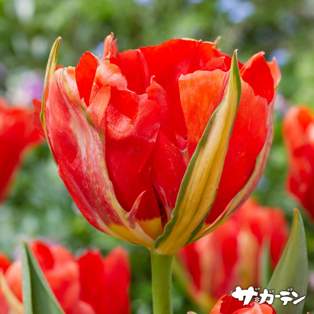 ■球根■ 2024年新品種スペシャルチューリップラブバレー八重咲きばら球（1球入り）