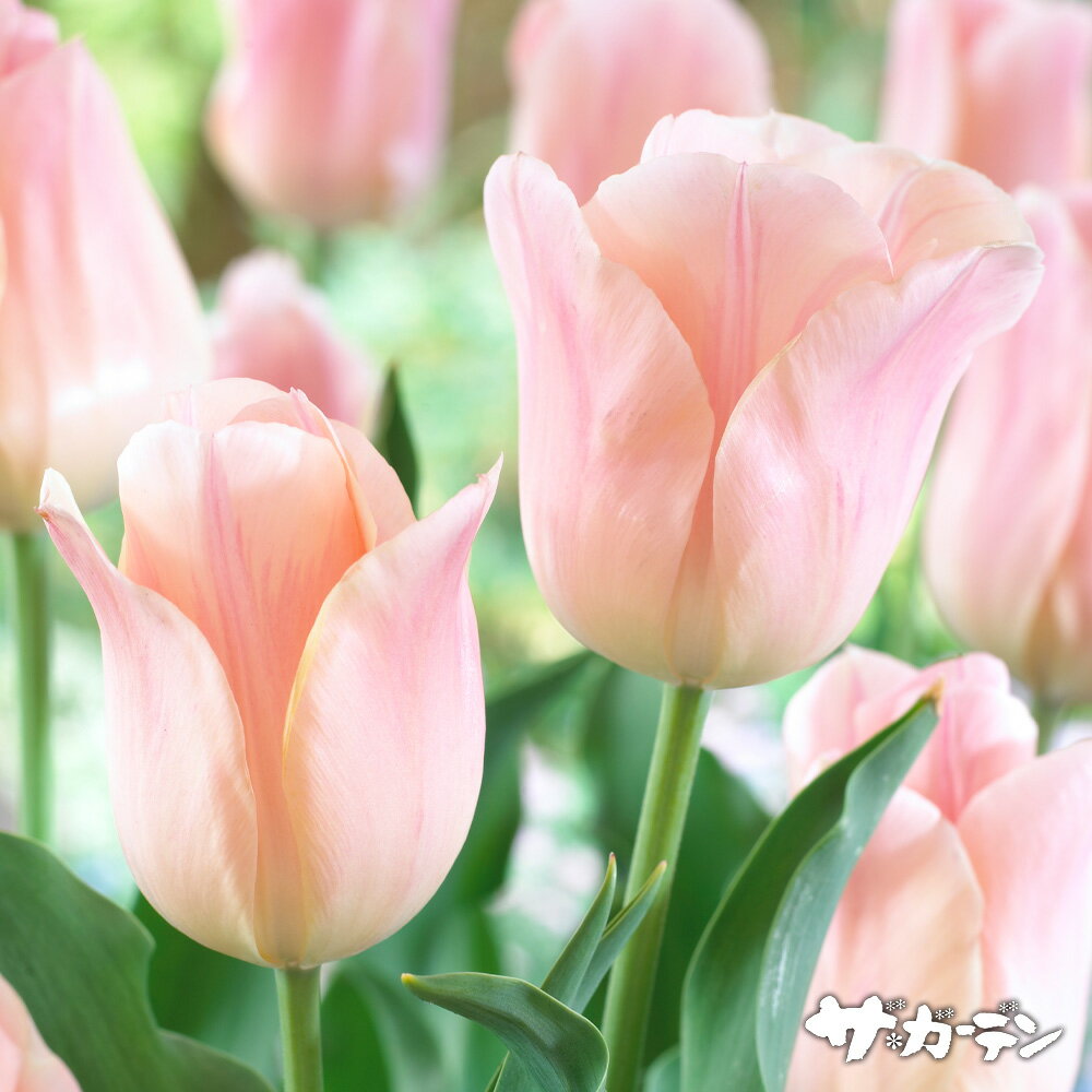 【ご予約商品♪ご予約区分A】■秋植え球根■チューリップアプリコットビューティー一重咲き5球入りのサムネイル