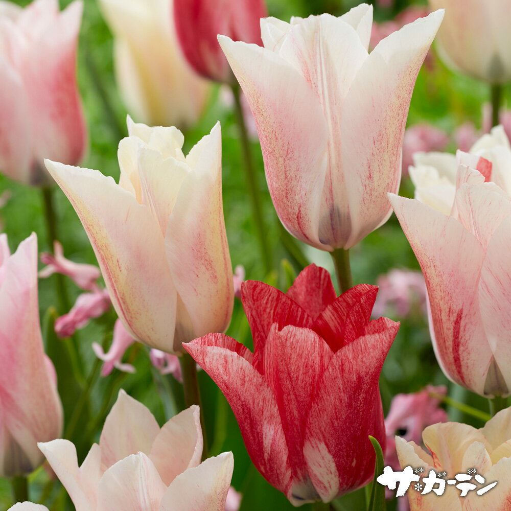 【ご予約商品♪ご予約区分A】■秋植え球根■チューリップカラテ一重咲き5球入りのサムネイル