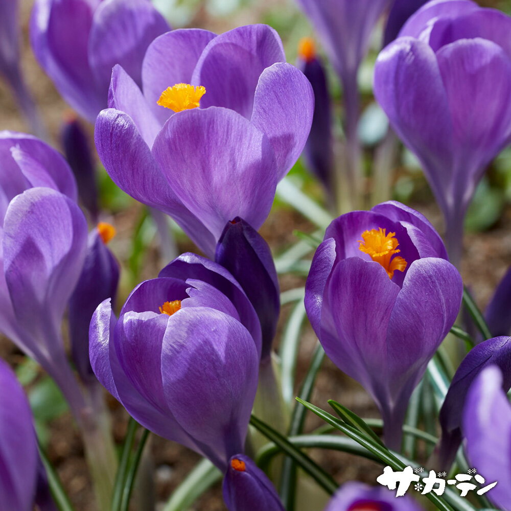 ■球根■2024年新品種早咲きクロッカスブルーオーシャン5球入りのサムネイル