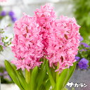 【早期ご予約特価】 秋植えの球根 ヒヤシンス ピンクパール(濃い桃色) 1球入りばら球 〈17/18cm球〉 【ご予約区分A】