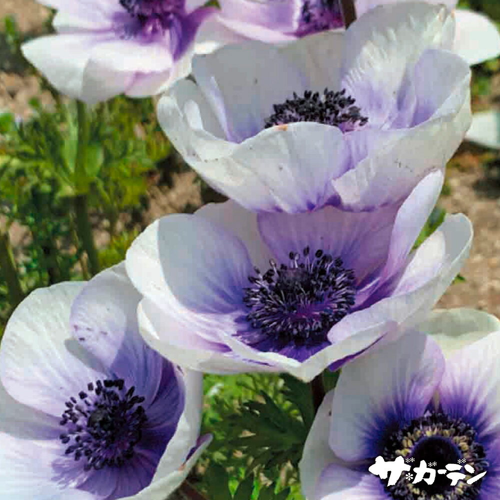 ■球根■アネモネホワイトインブルー5球入り