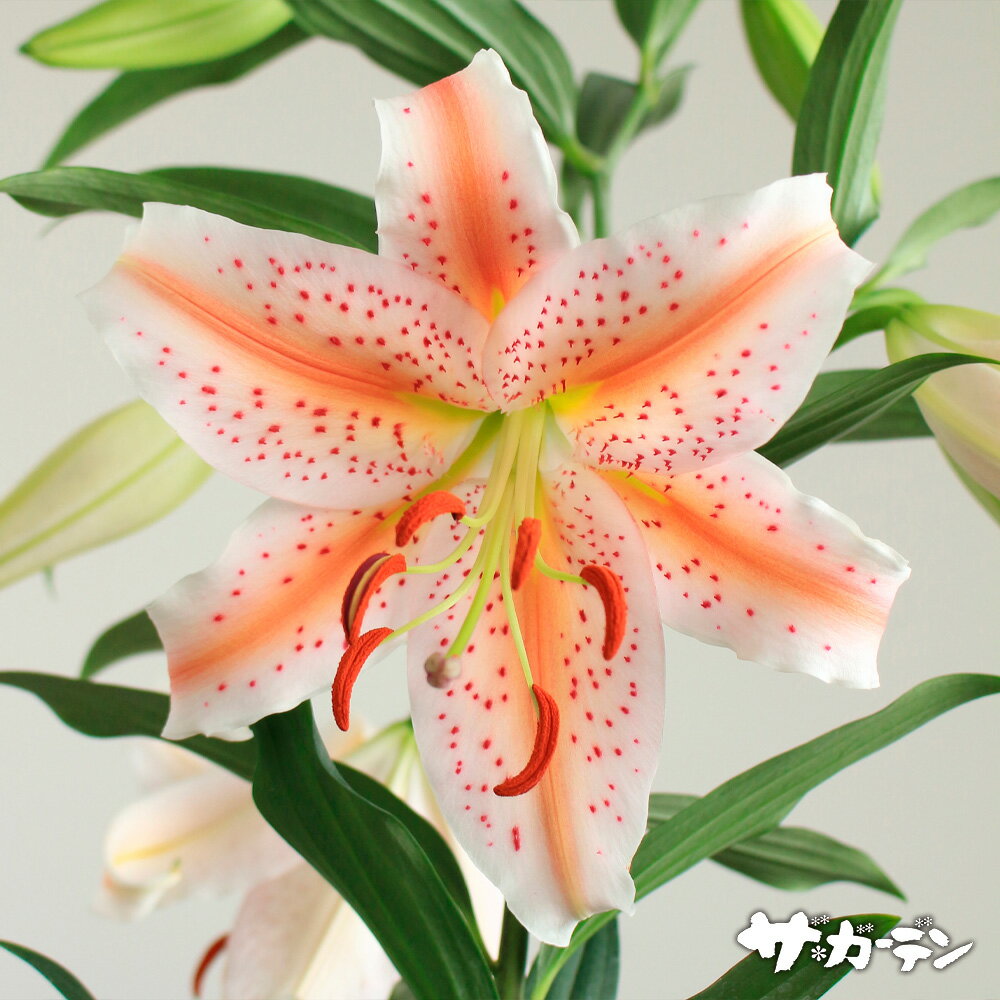 【ご予約商品♪ご予約区分A】■秋植え球根■山ゆりみたいなゆりウエディングマーチ1球入りのサムネイル