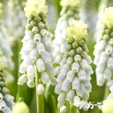 【早期ご予約特価】 秋植えの球根 〈2025年新入荷〉 ムスカリ エスター 5球入り 【ご予約区分A】