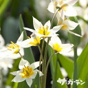 【早期ご予約特価】 秋植えの球根 〈2025年新入荷〉 ワイルドチューリップ 原種チューリップ トルケスタニカ 5球入り 【ご予約区分A】