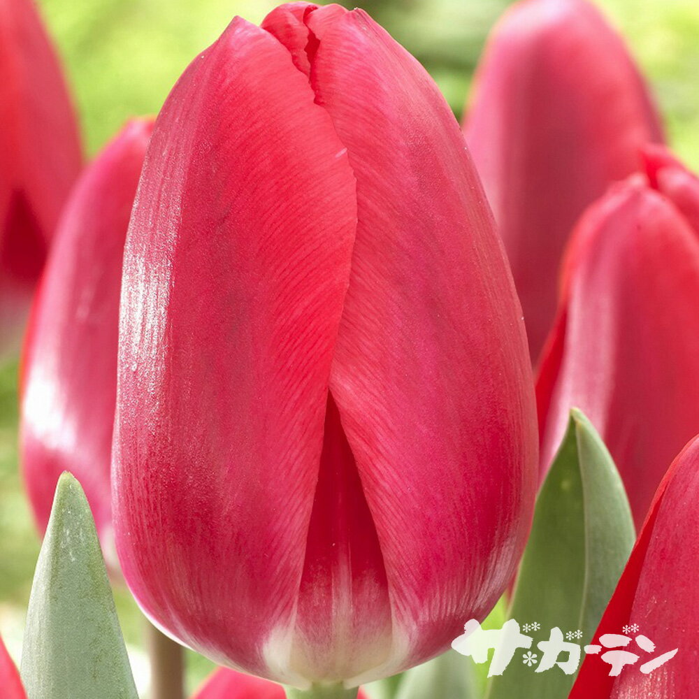 ڥåȥǥŷԾŹ㤨֢ε庬 2025ǯ١ ڥ塼å ꡼ǥ饤 ʰź餭 1ФפβǤʤ99ߤˤʤޤ