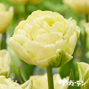【早期ご予約特価】 秋植えの球根 スペシャルチューリップ アヴァンギャルド (八重咲き) 1球入りばら球 【ご予約区分A】