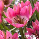【早期ご予約特価】 秋植えの球根 ワイルドチューリップ 原種チューリップ ガーデンオブクルシウス 5球入り 【ご予約区分A】
