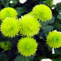 スプレーマム■新鮮鉢花■花持ち抜群！スプレーマムドルチェファイン5号鉢