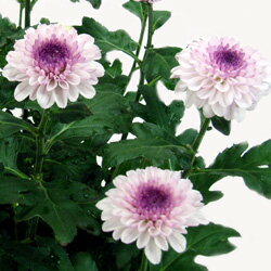 スプレーマム■新鮮鉢花■花持ち抜群！スプレーマムミラ5号鉢