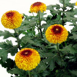 スプレーマム■新鮮鉢花■花持ち抜群！スプレーマムセイソウル5号鉢