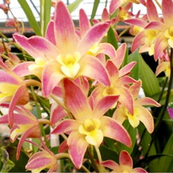 オフシーズン■新鮮鉢花■デンドロビュームスペシオキンギアナムオレンジデイズ5号鉢のサムネイル