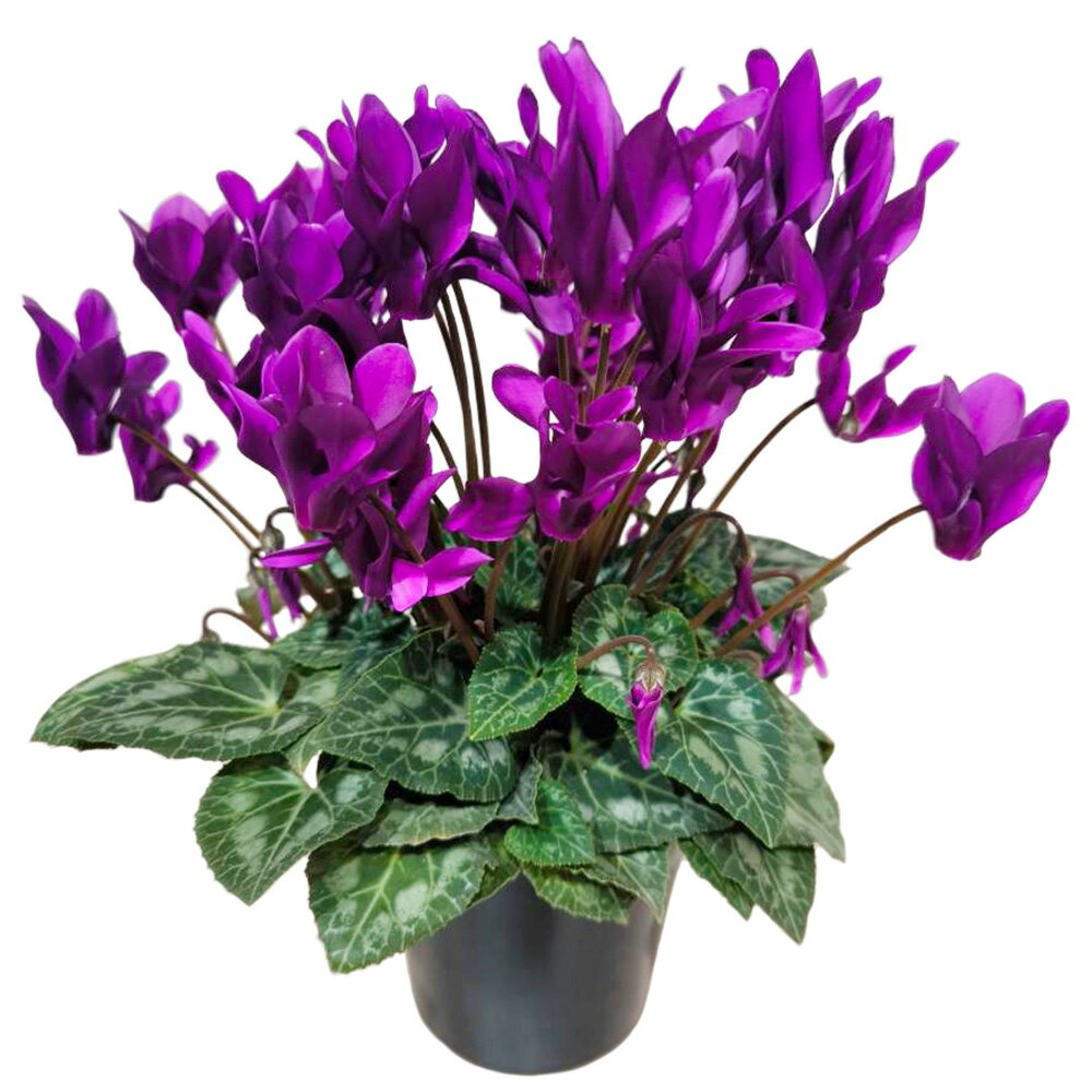 【送料無料】ギフト対応■季節の鉢花■シクラメン 大栄花園のシクラメン サムライ 4号鉢のサムネイル