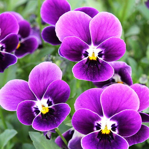 【ご予約商品♪ご予約区分B】■見元園芸さんのビオラ＆パンジー■ビオラ「つぶらなタヌキ」10．5cmポット苗見元（みもと）園芸のサムネイル