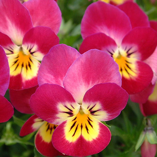 【ご予約商品♪ご予約区分B】■見元園芸さんのビオラ＆パンジー■ビオラ「パステルローズ」10．5cmポット苗見元（みもと）園芸のサムネイル