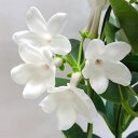 ■新鮮花壇苗■マダガスカルジャスミン4号鉢 ■新鮮花壇苗■マダガスカルジャスミン4号鉢