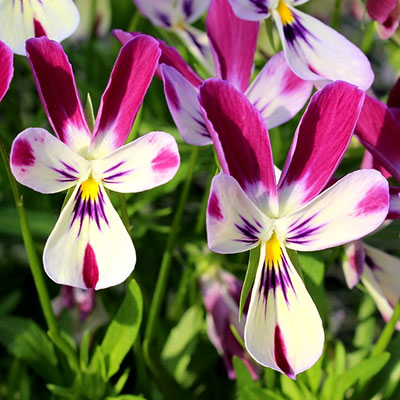 【ご予約商品♪ご予約区分B】■ビオラ＆パンジー■見元園芸オリジナルラビットタイプビオラマリアの微笑み10．5cmポット苗のサムネイル