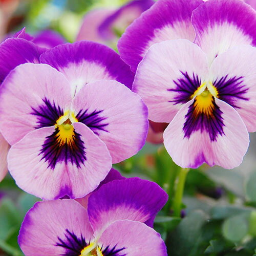 【ご予約商品♪ご予約区分B】■花苗うえたさんのビオラ＆パンジー■丸弁ビオラ「とき乙女」10．5cmポット苗のサムネイル