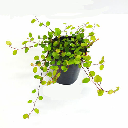 ■新鮮花壇苗■ワイヤープランツ　ゴールデンガール7．5cmポット苗のサムネイル