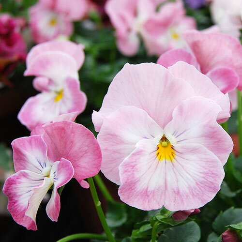 【ご予約商品♪ご予約区分B】■花苗うえたさんのビオラ＆パンジー■パンジー「ピュアハート」10．5cmポット苗のサムネイル