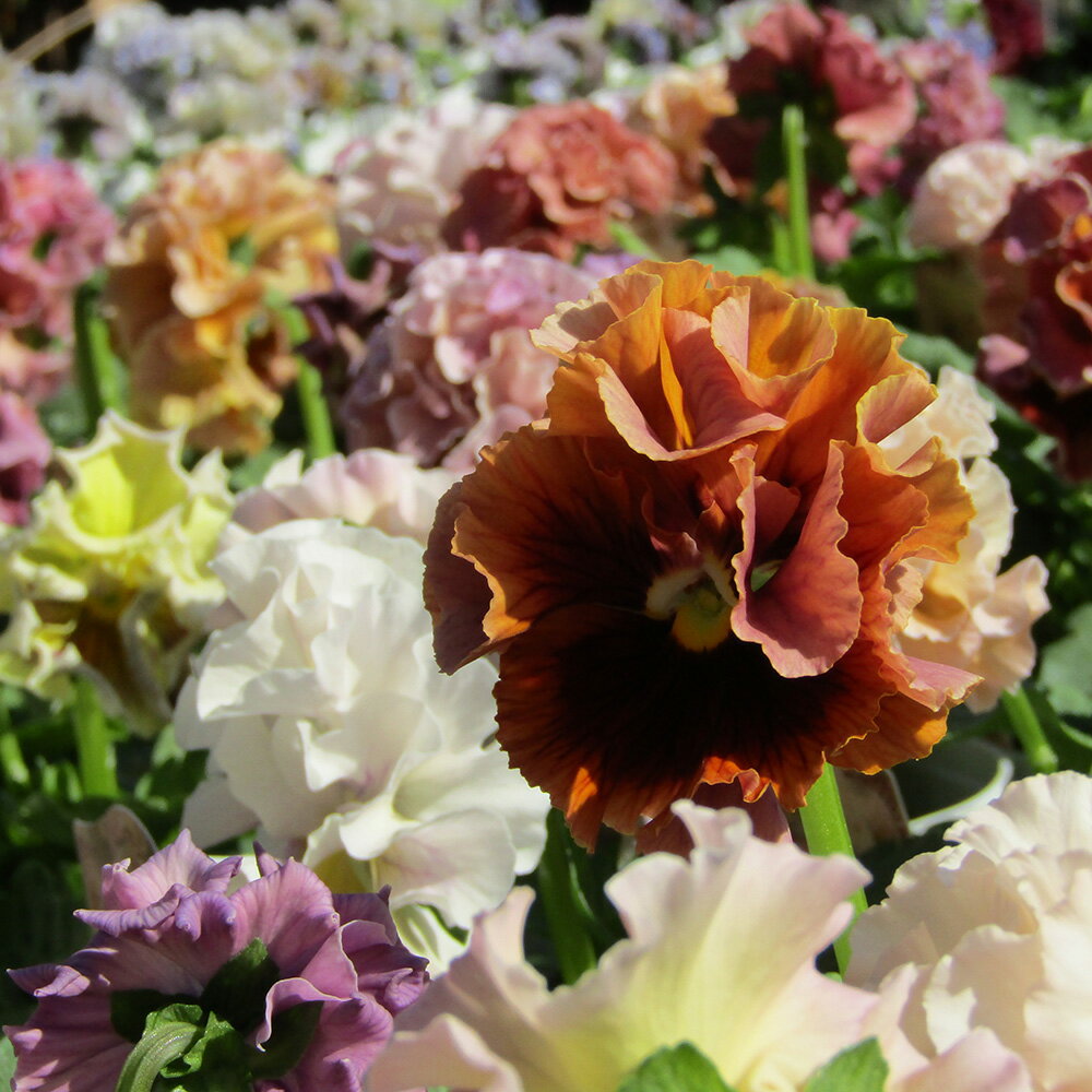 ■サトウ園芸さんのフリルパンジー■ローブドゥアントワネット　10．5cm硬質ポット苗　色幅のある品種です