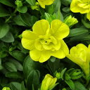■良品花壇苗■秋山さんのカリブラコア アロハダブル シトリック10．5cmポット苗