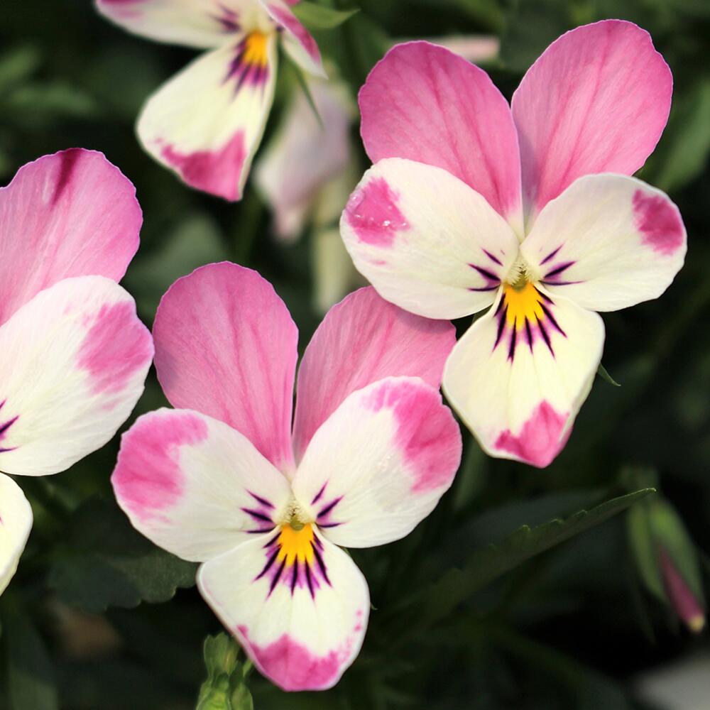 【ご予約商品♪ご予約区分B】■見元園芸さんのビオラ＆パンジー■ビオラ「ミルキーモモ」10．5cmポット見元（みもと）園芸のサムネイル