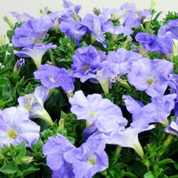 オフシーズン■新鮮花壇苗■ペチュニアライトブルー10．5cmポット