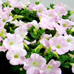 オフシーズン■新鮮花壇苗■ペチュニアライトピンク10．5cmポット
